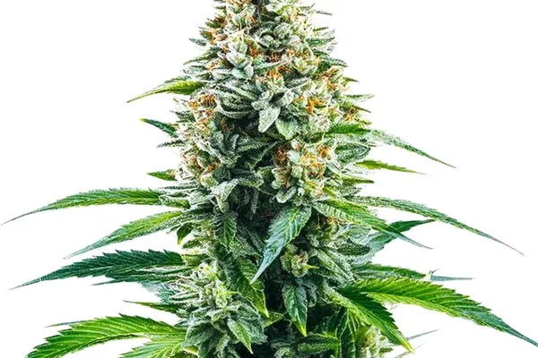 Cinderella 99 x Tangilope (Blimburn Seeds) – offizielles Produktbild