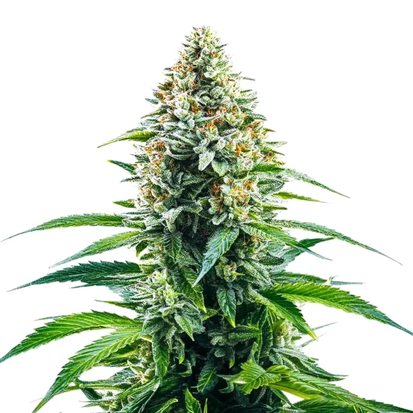 Cinderella 99 x Tangilope (Blimburn Seeds) – offizielles Produktbild