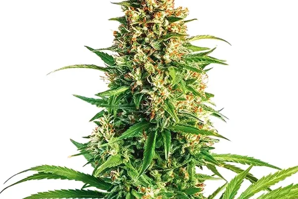 Cinderella 99 x Taskenti (Blimburn Seeds) – offizielles Produktbild