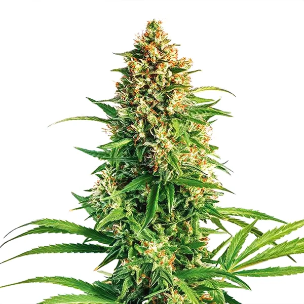 Cinderella 99 x Taskenti (Blimburn Seeds) – offizielles Produktbild