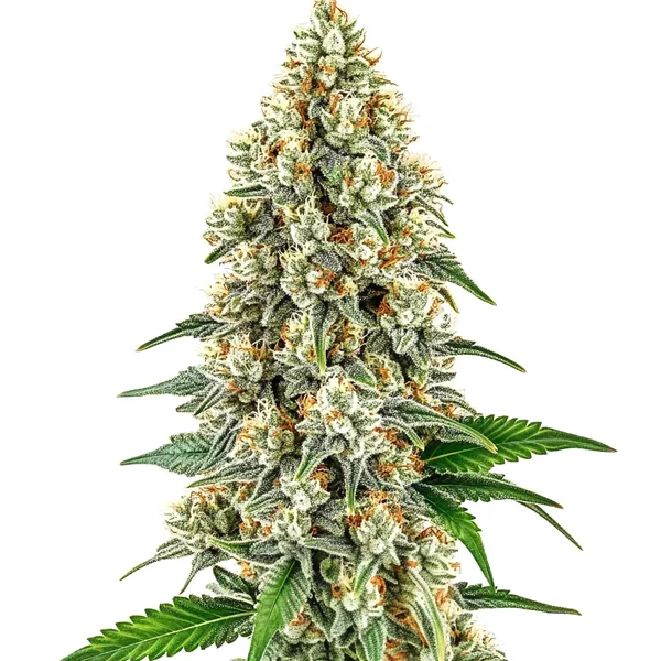 Cinderella 99 (Blimburn Seeds) – offizielles Produktbild