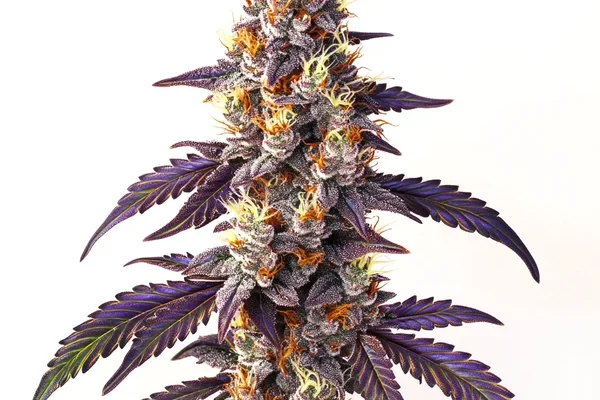 Cinderella99 x Blueberry Schnellversion (Blimburn Seeds) – offizielles Produktbild