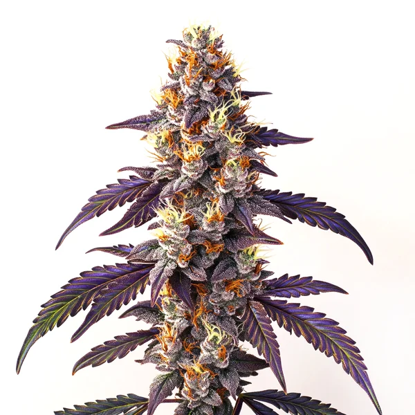Cinderella99 x Blueberry Schnellversion (Blimburn Seeds) – offizielles Produktbild