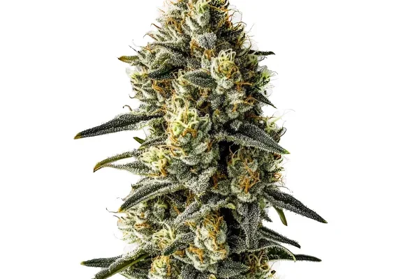 Cindy 99 (Blimburn Seeds) – offizielles Produktbild