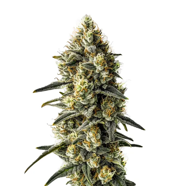 Cindy 99 (Blimburn Seeds) – offizielles Produktbild