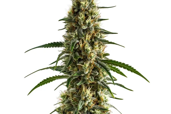Clementine (Blimburn Seeds) – offizielles Produktbild