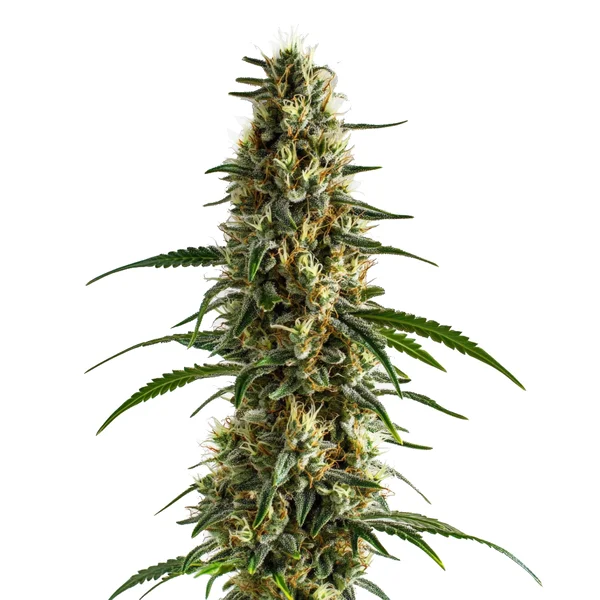 Clementine (Blimburn Seeds) – offizielles Produktbild