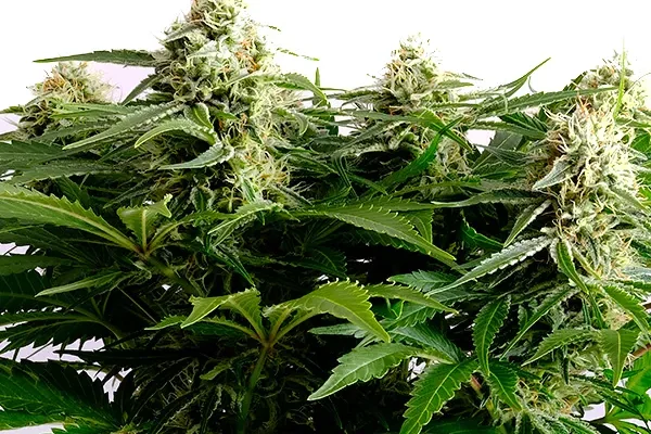 Colombian Jack (Blimburn Seeds) – offizielles Produktbild