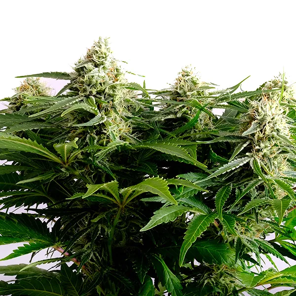 Colombian Jack (Blimburn Seeds) – offizielles Produktbild