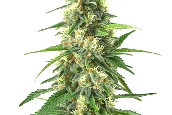 Colombian Gold Auto (Blimburn Seeds) – offizielles Produktbild