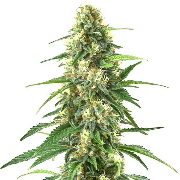 Colombian Gold Auto (Blimburn Seeds) – offizielles Produktbild