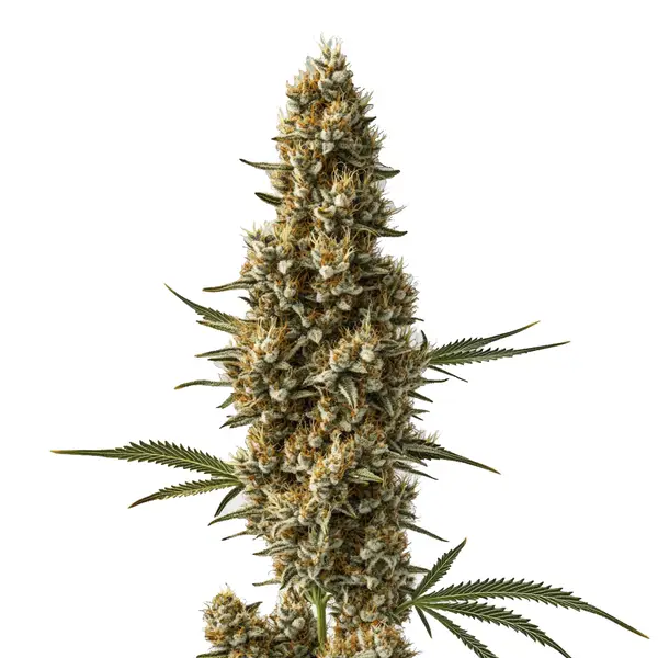 Coma (Blimburn Seeds) – offizielles Produktbild