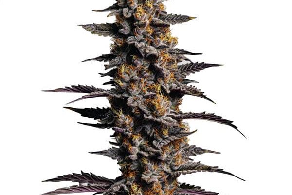 Cookies Cream Auto (Blimburn Seeds) – offizielles Produktbild