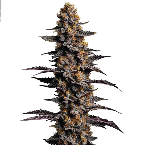Cookies Cream Auto (Blimburn Seeds) – offizielles Produktbild