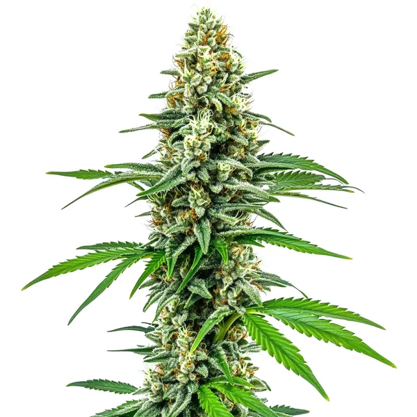 Cookies and Cream (Blimburn Seeds) – offizielles Produktbild