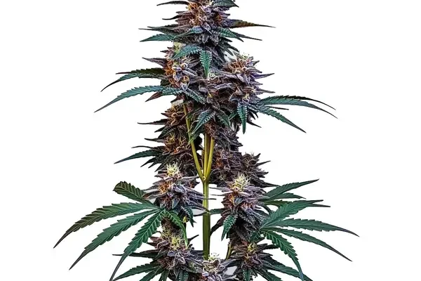 Cookies x Berry Auto (Blimburn Seeds) – offizielles Produktbild