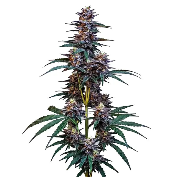Cookies x Berry Auto (Blimburn Seeds) – offizielles Produktbild