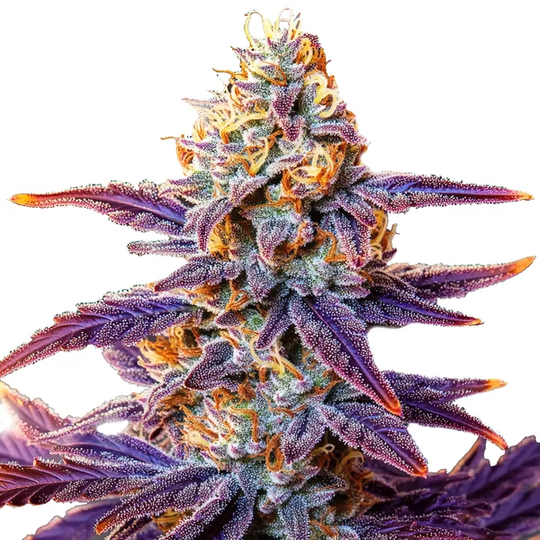 Cream Auto (Blimburn Seeds) – offizielles Produktbild