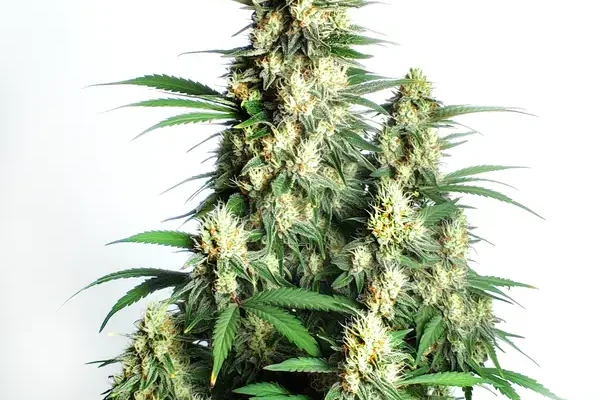 Cream Candy Auto (Blimburn Seeds) – offizielles Produktbild