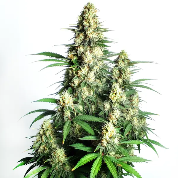 Cream Candy Auto (Blimburn Seeds) – offizielles Produktbild