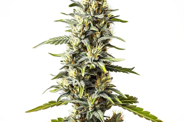 Cream Caramel (Blimburn Seeds) – offizielles Produktbild