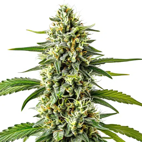 Cream Caramel Auto (Blimburn Seeds) – offizielles Produktbild