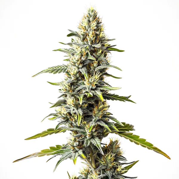 Cream Caramel (Blimburn Seeds) – offizielles Produktbild