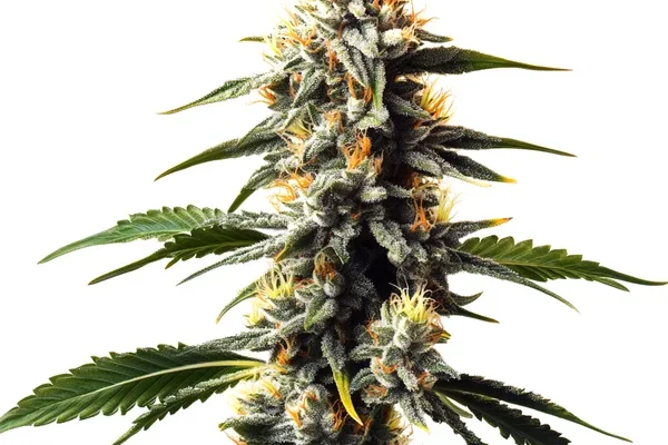 Critic Boom (Blimburn Seeds) – offizielles Produktbild
