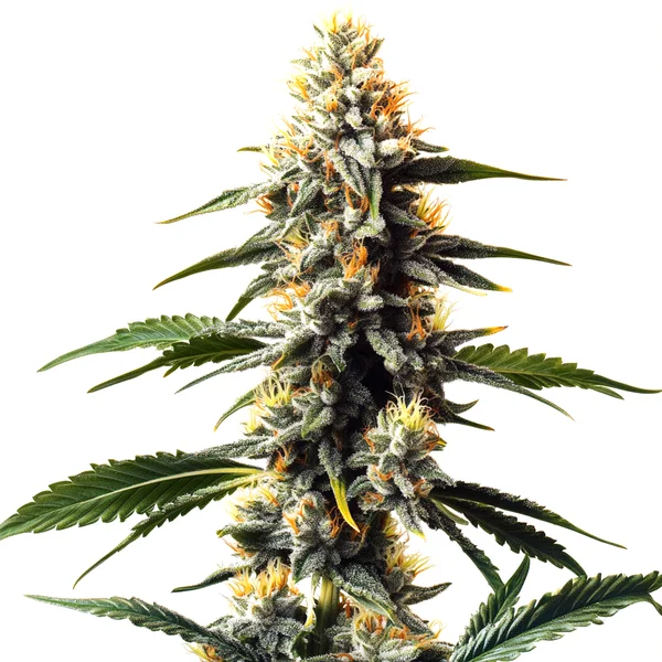 Critic Boom (Blimburn Seeds) – offizielles Produktbild