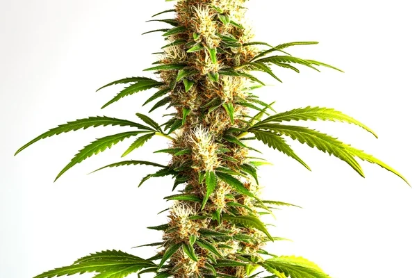 Critical 2.0 Auto (Blimburn Seeds) – offizielles Produktbild