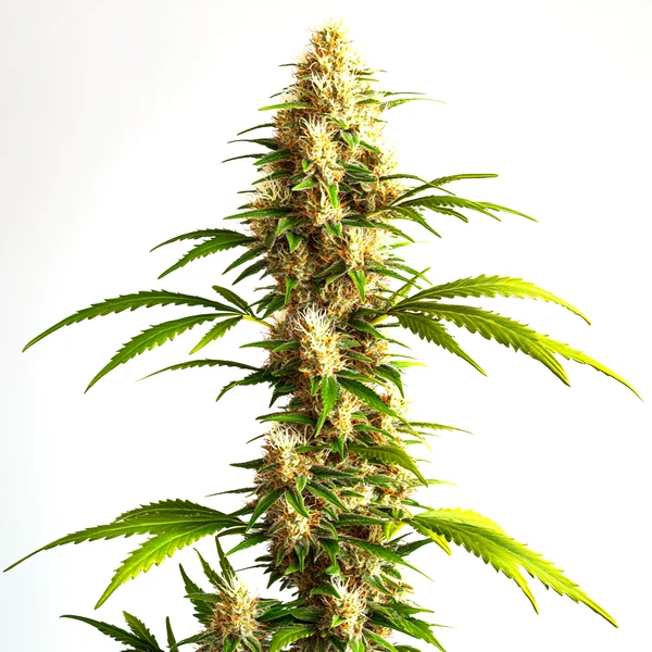 Critical 2.0 Auto (Blimburn Seeds) – offizielles Produktbild