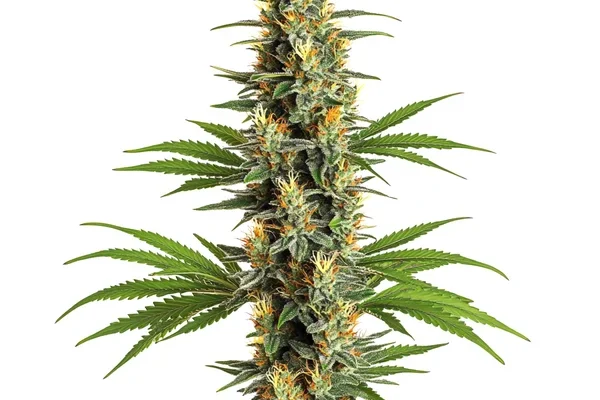 Critical 2.0 (Blimburn Seeds) – offizielles Produktbild