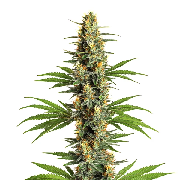 Critical 2.0 (Blimburn Seeds) – offizielles Produktbild