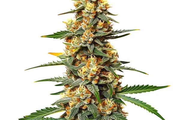 Critical 47 (Blimburn Seeds) – offizielles Produktbild