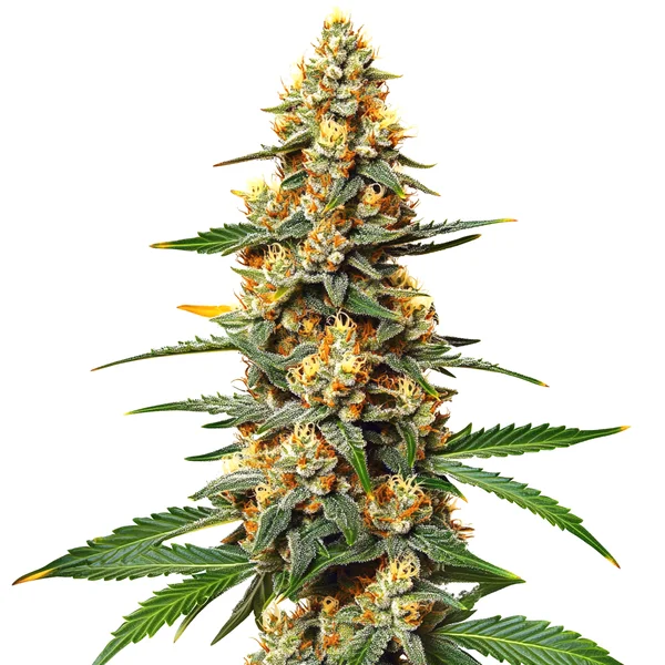 Critical 47 (Blimburn Seeds) – offizielles Produktbild