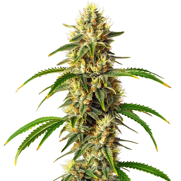 Critical Auto (Blimburn Seeds) – offizielles Produktbild