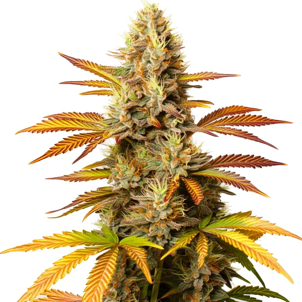 Critical Banana (Blimburn Seeds) – offizielles Produktbild