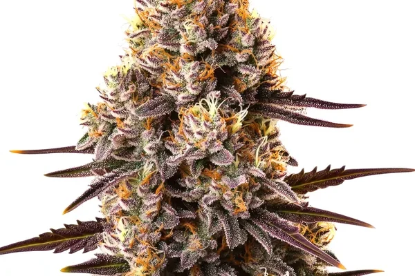 Critical Bilbo (Blimburn Seeds) – offizielles Produktbild