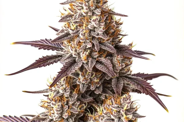 Critical Bilbo Auto (Blimburn Seeds) – offizielles Produktbild