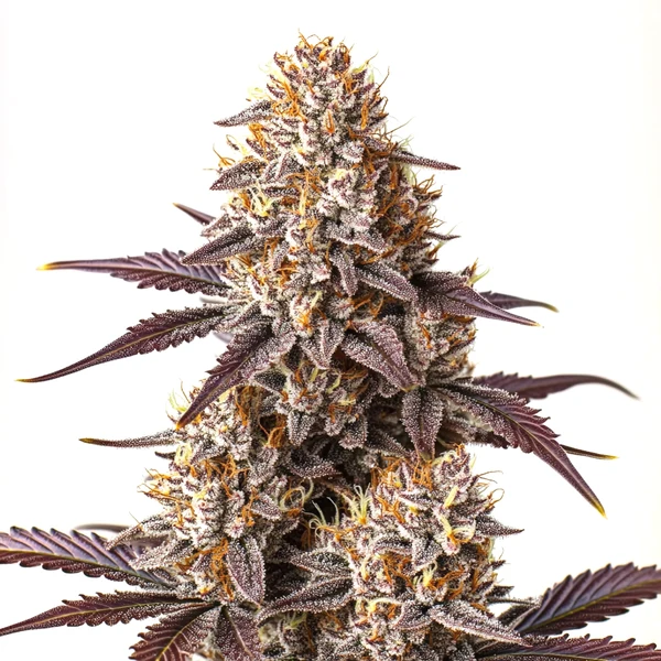 Critical Bilbo Auto (Blimburn Seeds) – offizielles Produktbild