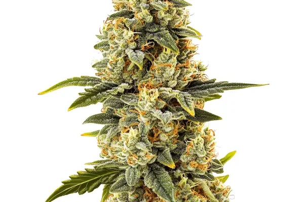 Critical Bilbo Schnellversion (Blimburn Seeds) – offizielles Produktbild