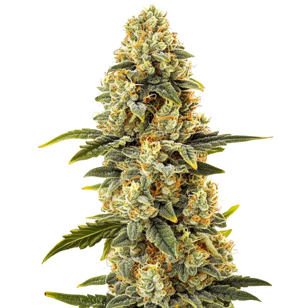 Critical Bilbo Schnellversion (Blimburn Seeds) – offizielles Produktbild