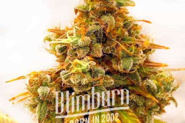 Critical Bilbo x Rainbow Chips Regulär (Blimburn Seeds) – offizielles Produktbild