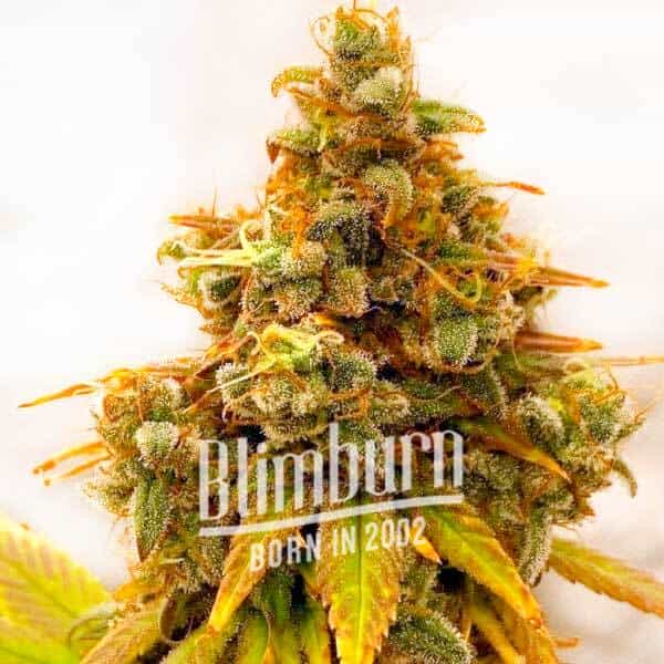 Critical Bilbo x Rainbow Chips Regulär (Blimburn Seeds) – offizielles Produktbild