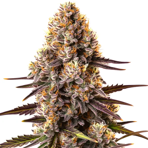 Critical Bilbo (Blimburn Seeds) – offizielles Produktbild