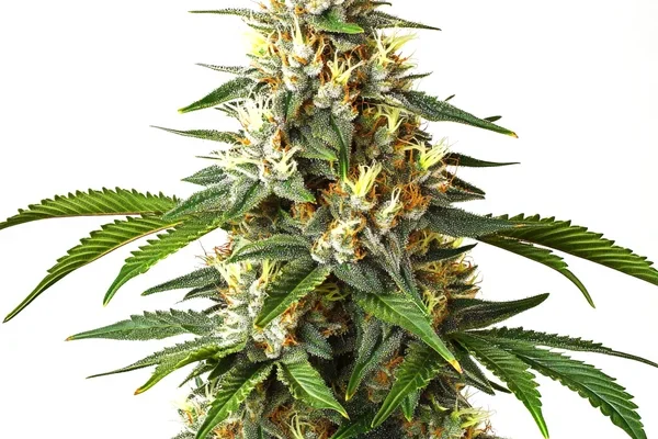 Critical Blue (Blimburn Seeds) – offizielles Produktbild