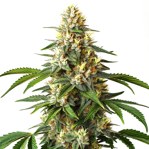 Critical Blue (Blimburn Seeds) – offizielles Produktbild