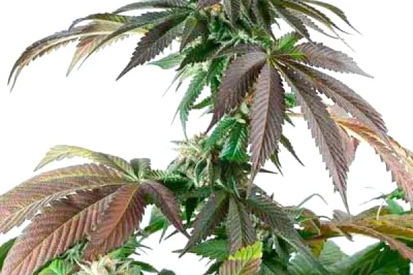 Critical Bubba Kush (Blimburn Seeds) – offizielles Produktbild