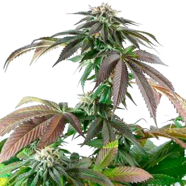 Critical Bubba Kush (Blimburn Seeds) – offizielles Produktbild