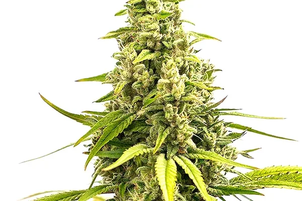 Critical Cream Caramel Auto (Blimburn Seeds) – offizielles Produktbild